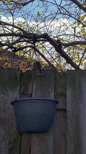 Jealous chipmunk 😡 #reel #funny #comedy #animals #chipmunk #nature #wildlife #jealousy #smart #cute #adorable #angry | Charlie The Chipmunk