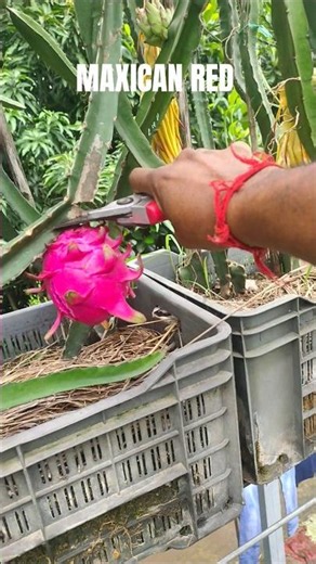 Mexican Red Dragon Fruit Harvesting ❤️ Sweet Red Pitaya | Garden Fresh #shorts
