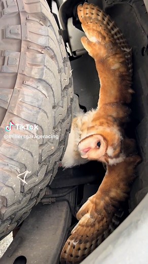 Marisa Miller Surfing with Owls in South Africa