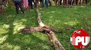 A 15 ft python was caught by public in Kamalpur's Surma Kartik village. TIWN Video July 17, 2022 | Tripurainfoway