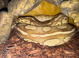 Mojave Pastel Ball Python & Full Setup
