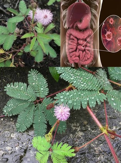 Most people underestimate the power of this Simple Backyard Miracle Plant 👇 | GreenLife Guides