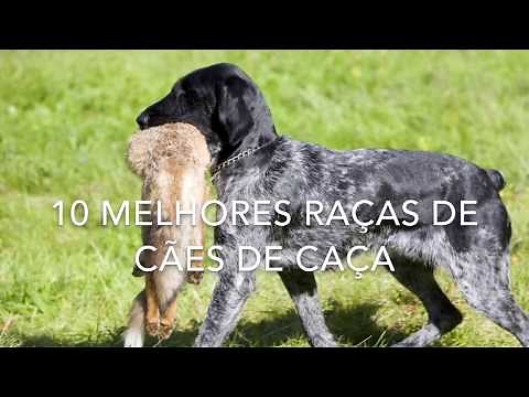 10 melhores raças de cães de caça
