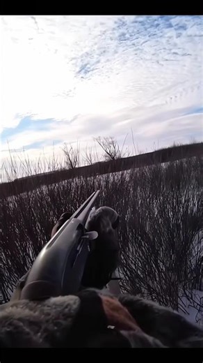 Кролик Сноу Шот ❄️🐇#chase #hunting #wildhunting