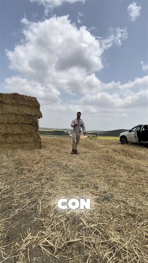 Rentabilidad del Trigo en Andalucía: Oportunidades Agrícolas