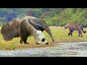 Predators Bypass Him. Giant Anteater Destroys Everything In Its Path.