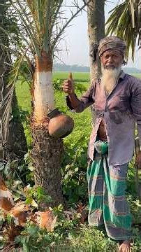 How Date Palm Sap Is Collected 🌴😱 | Traditional Village Life