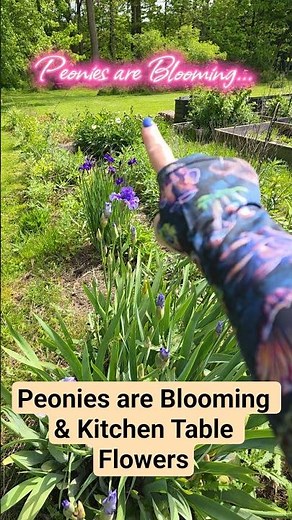 Peonies are Blooming & Kitchen Table Flowers in a Mason Jar