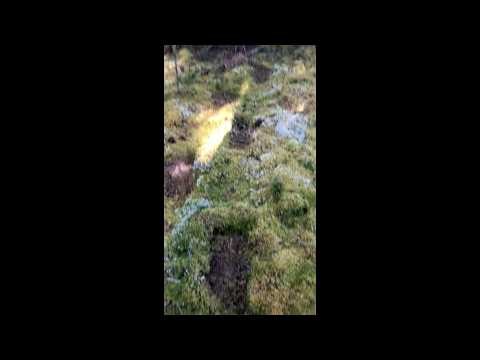 Is This A Sasquatch Trail? Eyewitness Testimony Flows In