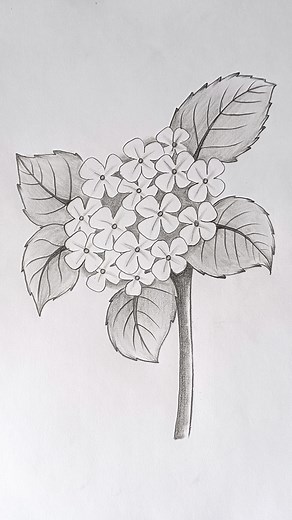 1.2M views · 13K reactions | Hydrangea flower || Pencil Sketch #Art #Drawing #HowToDraw #PencilSketch #Artist #ArtWork #Hydrangea #DegitalCreator #Tranding #ForYouPage #Shorts #FbReels #DegitalCreator | Tahmina Art Gallery | Facebook