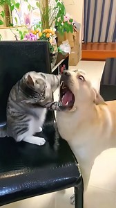 Yo he visto todas las películas de Rocky xD #comedy #funny #GM | Habla Papi