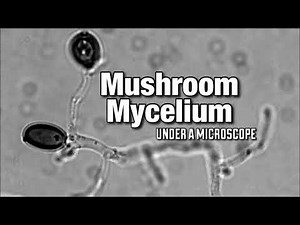 Mushroom Mycelium Under a Microscope