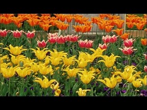 How to Grow a Terrific Tulip Bed