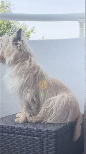 Unraveling the Charm and Tenacity of Cairn Terrier Dogs: Breed Insights and Care Tips #newtimes #dog