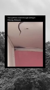Two Python's fall through ceiling #python #snake #scary #snakes | Dexx Art