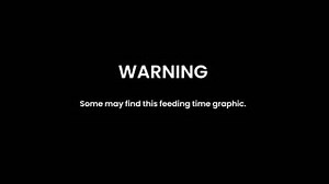 15K views · 465 reactions | Our Cheetah cubs are growing up fast! Over the past few months, they have been introduced to meat and this week they were given a large piece hanging up for the first time as a great form of enrichment! Mum, Sia, happily let the cubs give it a try and sat back to observe their skills! #Enrichment #Caturday #ColchesterZoo *This video does contain footage of raw meat that some may find graphic* | Colchester Zoo | Facebook