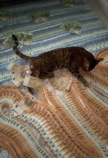 Euros cash display — Euros 😻 #money