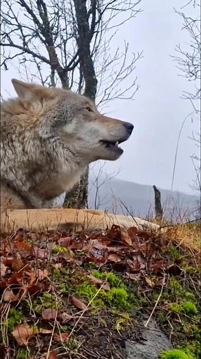 #wolf #wolves #wolfpac #howl #howling #howlingwolf #howlingwolf🐺 #wild #wildlife #ذئب #ذئاب #عواء #عواءالذئاب #الذئال