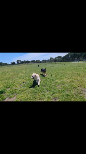 Playful Pups - Dog Walking and Holiday Care on Reels