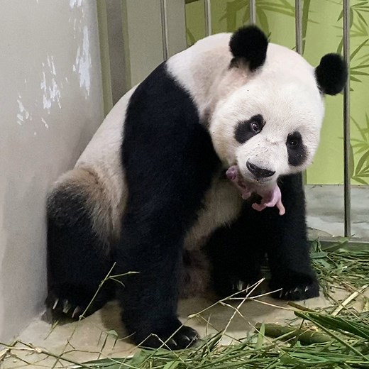 Giant Panda - River Wonders