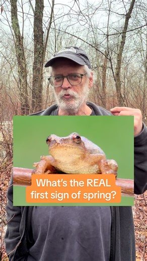 For many people, spring starts with the first warm day. For us, it starts with spring peepers. These tiny frogs have a distinctive trill that begins popping up pond by pond as the weather warms. Some people call it “the big night” when it happens, but really it unfolds habitat by habitat as frogs wake up for the season - until suddenly the whole area is ringing with that unmistakable spring soundtrack. As our Chief Medical and Program Director Dr. Greg Mertz said, keep your ears open! And let us