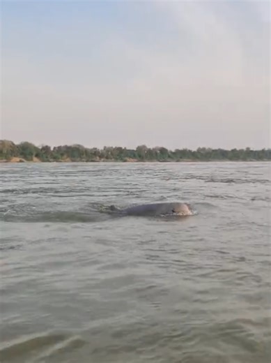 Witnessing Endangered Irrawaddy Dolphins in Cambodia