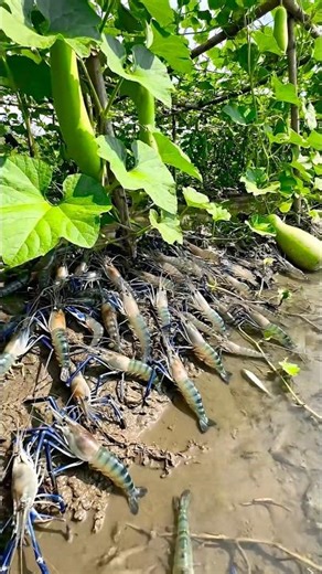 Wow! Amazing Polo Fishing Videos ! Best Big Fish Catching ! Primitive Technique fishing #fish #india