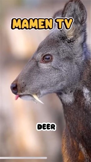 Musk Deer – Small Deer with a Strange Secret 🦌😲