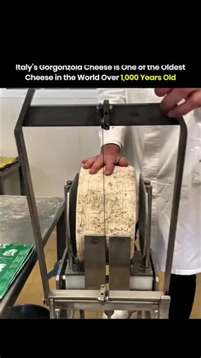 sciencephobia on Instagram: "Gorgonzola originated in northern Italy more than 1,000 years ago, near the town of Gorgonzola close to Milan. Early production began as a result of combining milk from different milking times, which encouraged natural mold growth during aging. Over time, cheesemakers refined this process, leading to the blue veins formed by Penicillium molds. The cheese matures slowly, allowing fats and proteins to break down, creating its distinct aroma, sharp flavor, and creamy te