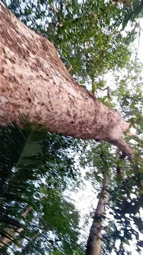 pohon hutan Kalimantan