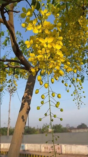 blooming Indian laburnum tree || Golden Shower tree