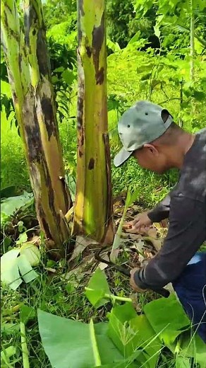 Pruning banana trees to prevent competition for nutrients