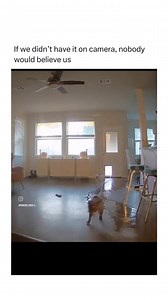 5.9K views · 110 reactions | This made me laugh , watch till the end 藍  | Collared Creatures | Facebook