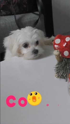 🧡 Süße Welpen - freche Welpen