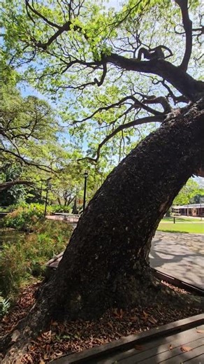 Darwin Botanic Gardens 🌿⛲ Ancient Trees & Fountain Beauty #shorts