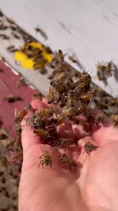 6.2K views · 206 reactions | Erika Thompson of Texas Beeworks is on a...