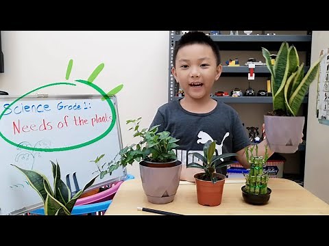 Science Grade 1 | Basic Needs of Plants | Indoor Plants for Kids