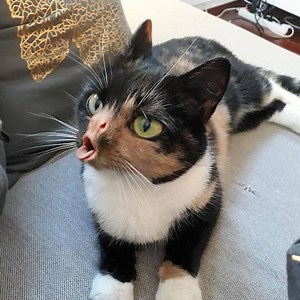 596K views · 3.3K reactions | Naughty pets Funniest Videos - Funny Cats | Cats so Fun | Facebook