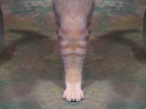 Keyboard Cat Speaks from Heaven! Dateline: April