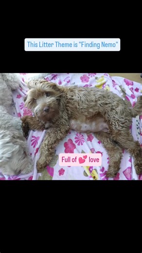 Adams Farm Labradoodles LLC on Instagram: "Macy’s big day is approaching 🩷 💜 Her temperature has been fluctuating, and it looks like tomorrow may be the day. My son helped deliver Macy when she was born and grew up raising her. Now she’s becoming a first-time mama—active, calm, and full of love. 🐠 Finding Nemo 🐠 is litter theme. Boys 💙 Nemo, Marlin, Crush, Squirt, Bruce, Anchor, Chum, Gill, Bloat, Gurgle, Nigel, Mr. Ray, Sheldon, Tad, Jacques Girls 🩷 Dory, Coral, Peach, Deb, Flo, Bubbles,