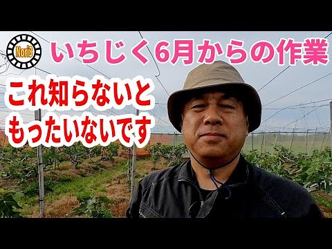 いちじく 6月からの作業 知らないともったいないです