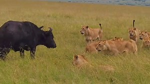 1.7M views · 10K reactions | The mother buffalo did her utmost to save her calf from the danger of lions, as you can see in this video...女. However, in this case, the rescue seems more difficult against the hungry Rongai pride and Lorkulup, who have targeted the calf because it is an easier catch.  Masai Mara, Kenya  :- @mamaitira2020 | Classic Geo Adventures | Facebook