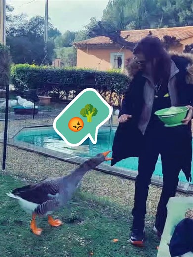 Le kiff de Roméo c'est de savoir jusqu'où il peut faire peur ! 🤣😳🤦😅 Une fois que petit Monsieur a testé la personne, il est gentil et reste de son côté 😜 du moment bien sûr, que l'étranger ne prend pas trop confiance sur son territoire !! 💪😅💪♥️ @Trafalgar TARGARYEN 👑 Sam n'a pas reculé, même si il s'est un peu fait pincer les doigts, il a continué à distribuer les friandises !! 🙏♥️👍💪😜💪♥️#tiktoklive #livehighlights