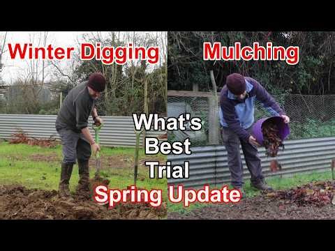 Allotment Trial Update - Winter Digging v Mulching | Which Will Be Best For Me? | Spring Update
