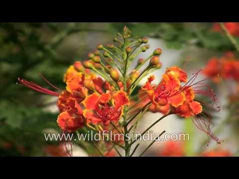 Caesalpinia pulcherima or Dwarf poinciana