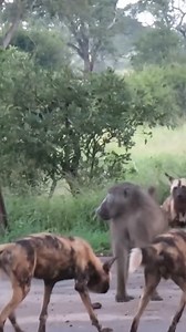 3.4K views · 15 reactions | Baboon vs leopard #animals #wildlife #fyp #leopard #baboon | Hype Hive | Facebook