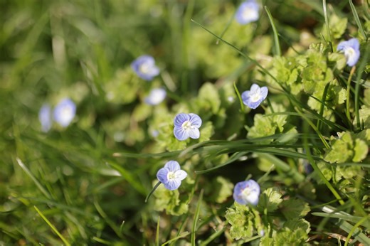 Spring flowers are popping up all over NE Ohio: The Wake Up for Friday, April 10, 2026