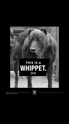 Dog Anatomy Art on Instagram: ""I’ll take Questions No One’s Ever Asked for $500, Alex."👇 This week marks the 20th anniversary of the publication of the Dog Genome Project. You don’t need to know what that is. Just know that it triggered a ton of research on dogs, genes, and the mutations that define why some breeds look the way they do. Mutations that decide size. Mutations that sculpt skulls. Mutations that dictate coat type. And mutations that give certain breeds their "I lift heavy shit" en