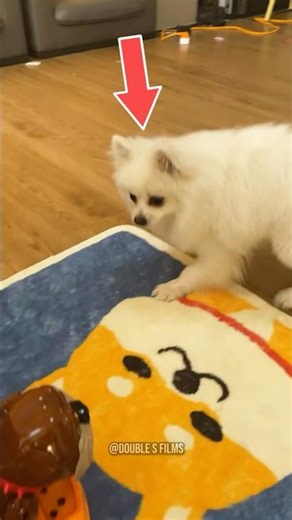 This Clever Dog Pranked His Owner and Went Viral 😳🐶