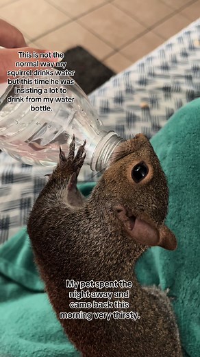 Squirrel's Unique Water Drinking Moment